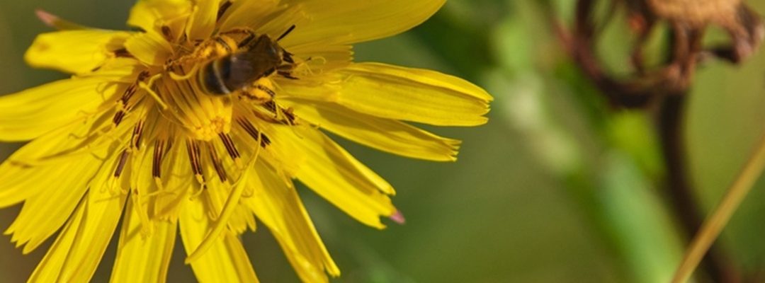 Syslog-ng development and AI