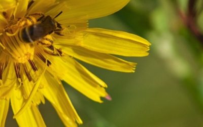 Syslog-ng development and AI